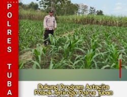 Polsek Jatirogo Pantau Ladang Jagung Warga Desa Bader , Wujud Nyata Dukung Astacita