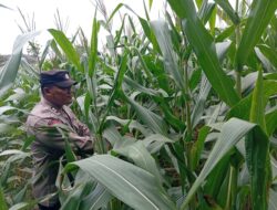 Polisi RW Desa Jamprong Polsek Kenduruan Polres Tuban Cek Langsung Perkembangan Tanaman Jagung Warga, Dukung Astacita Ketahanan Pangan