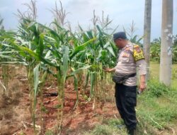 Polri Dukung Astacita, Polsek Palang Polres Tuban jagung milik Warga di Desa Tasikmadu