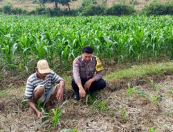 Polri Dukung Astacita, Polsek Grabagan Polres Tuban Turun Cek Tanaman jagung milik Warga di Desa Grabagan