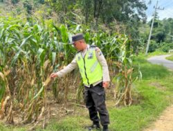 MONITORING DAN PENDAMPINGAN LAHAN PERTANIAN DI KECAMATAN BANGILAN