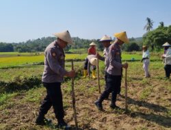 Perkuat Ketahanan Pangan, Brigpol Dian Wahono Bersama Warga Ngujuran Tanam Jagung Bersama