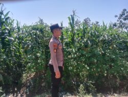 Polsek Singgahan Polres Tuban Turun Cek Tanaman jagung Warga di Desa Mulyorejo