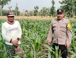 Polri Dukung Astacita, Polsek Rengel Polres Tuban Turun Cek Tanaman Jagung Warga di Desa Maibit