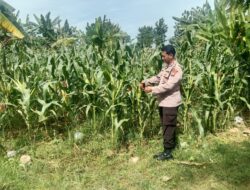 Polri Dukung Astacita, Polsek Jenu Polres Tuban jagung milik Warga di Desa Socorejo