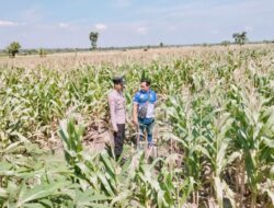 Polsek Tambakboyo Polres Tuban Turun Cek Tanaman jagung Warga di Desa Ngulahan