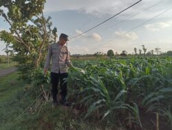 Polsek Montong Polres Tuban Turun Cek Tanaman jagung Warga di Desa Jetak