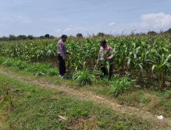 Dalam rangka Polri Dukung Program Astacita, Petugas Polmas Polsek Parengan Polres Tuban sambang lokasi tanaman jagung di Desa Parangbatu Kec. Parengan