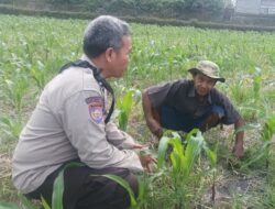 Bhabinkamtibmas Sandik Kawal Ketahanan Pangan Lewat Sektor Jagung