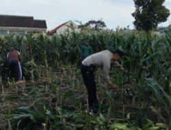 Polsek Labuapi Gerakkan Warga Tanam Jagung di Lahan Kosong