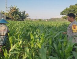 Bhabinkamtibmas Lombok Barat Turun ke Sawah, Dorong Ketahanan Pangan Desa