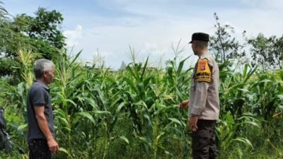 Polsek Labuapi Sukseskan Program Ketahanan Pangan Nasional