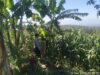 Bhabinkamtibmas Desa Aikprapa Aipda Agus Suputra Sambangi Petani Jagung, Ajak Dukung Program Swasembada Pangan