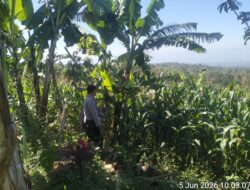 Bhabinkamtibmas Desa Aikprapa Aipda Agus Suputra Sambangi Petani Jagung, Ajak Dukung Program Swasembada Pangan