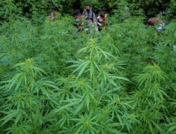 Polres Loteng Ungkap Peredaran Narkotika Golongan 1 Tanaman Jenis Ganja