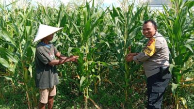 Bhabinkamtibmas Masuk Sawah di Josen Jogot, Kawal Ketahanan Pangan Sejak Fase Vegetatif Lanjut