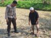 Bhabinkamtibmas Desa Embung Kandong Cek Perkembangan Tanaman Jagung Milik Warga di Dusun Tinggi