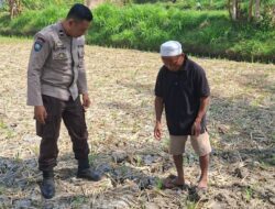 Bhabinkamtibmas Desa Embung Kandong Cek Perkembangan Tanaman Jagung Milik Warga di Dusun Tinggi