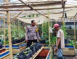 Bhabinkamtibmas Polsek Labuapi Dampingi Petani Sayur di Bajur
