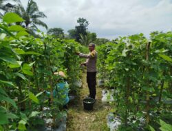 Bhabinkamtibmas Desa Lendang Nangka Utara Cek Lahan Pekarangan Pangan Bergizi