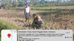 Bhabinkamtibmas Desa Kalianyar Jalin Silaturahmi dengan Ketua Kelompok Tani Suka Karya II dan Cek Perkembangan Tanaman Jagung Warga