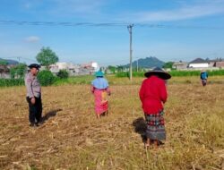Polsek Labuapi Dampingi Petani Karang Bongkot Dorong Swasembada Pangan