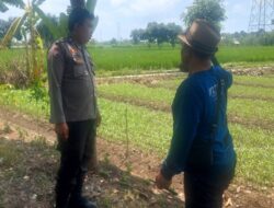 Bhabinkamtibmas Telagawaru Kawal Ketahanan Pangan Nasional di Sawah