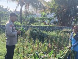 Polsek Labuapi Dampingi Petani Jagung Karang Bongkot