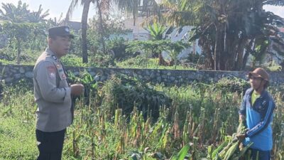 Bhabinkamtibmas Labuapi Edukasi Petani Jagung Antisipasi Hama