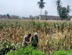 Bhabinkamtibmas Gerung Kawal Ketahanan Pangan di Desa Taman Ayu