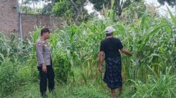 Cara Polsek Labuapi Jaga Stabilitas Pangan di Lombok Barat