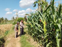 Bhabinkamtibmas Desa Pringgabaya Cek Tanaman Jagung Petani dan Sampaikan Imbauan Kamtibmas Dukung Program Ketahanan Pangan