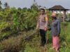 Dukung Ketahanan Pangan, Bhabinkamtibmas Desa Kuranji Dalang Dampingi Petani