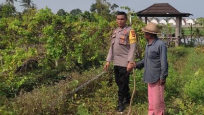 Aksi Bhabinkamtibmas Desa Kuranji Dalang Kawal Pertanian Lombok Barat