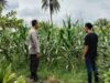 Bhabinkamtibmas Labuapi Dampingi Petani Jagung Perkuat Ketahanan Pangan
