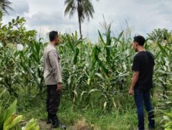 Bhabinkamtibmas Labuapi Dampingi Petani Jagung Perkuat Ketahanan Pangan
