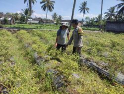 Bhabinkamtibmas Desa Paokmotong Monitoring Program Ketahanan Pangan Melalui Pengecekan Lahan Pekarangan Pangan Bergizi