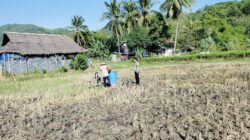 Antisipasi Gagal Panen, Bhabinkamtibmas Kuripan Edukasi Teknik Semprot Bibit Jagung