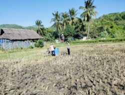 Bhabinkamtibmas Kuripan Dampingi Petani Jagung Lombok Barat Perkuat Ketahanan Pangan