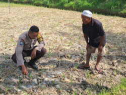 Bhabinkamtibmas Desa Sukadana Monitoring Lahan Jagung, Dukung Program Ketahanan Pangan Nasional