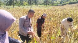BPS RI Hitung Estimasi Panen Jagung Sekotong, Polisi Beri Pengawalan
