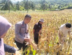 Polsek Sekotong Kawal BPS RI Hitung Ubinan Jagung di Lombok Barat