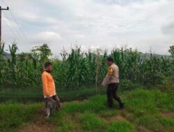 Bhabinkamtibmas Desa Cempi Jaya Pantau Lahan Jagung Warga, Dorong Peningkatan Produktivitas Pertanian