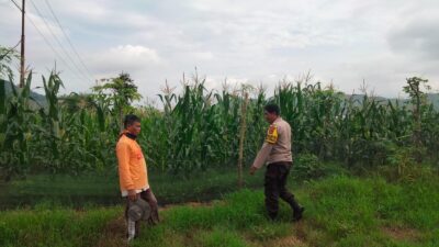 Bhabinkamtibmas Desa Cempi Jaya Pantau Lahan Jagung Warga, Dorong Peningkatan Produktivitas Pertanian