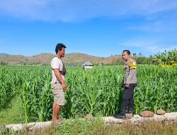 Bahaya Pemasangan Kawat Beraliran Listrik Bhabinkamtibmas Polsek Kempo Pantau Lahan Jagung Warga, Edukasi Pertanian dan Imbau 