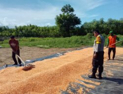 Bhabinkamtibmas Polsek Pekat Dampingi Petani Pascapanen, Dorong Pengelolaan Hasil Jagung untuk Keberlanjutan Usaha Tani