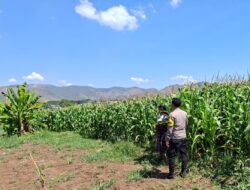 BHABINKAMTIBMAS POLSEK KEMPO MONITORING LAHAN JAGUNG WARGA, DORONG PEMANFAATAN PEKARANGAN UNTUK PERKUAT KETAHANAN PANGAN