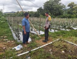 Dukung Swasembada Pangan, Bhabinkamtibmas Desa Rhee Loka Pantau Budidaya Cabai Warga