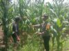 Dukung Swasembada Jagung, Bhabinkamtibmas Desa Rhee Pantau Pertumbuhan Tanaman di Lahan Warga