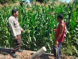 Bhabinkamtibmas Polsek Hu’u Kawal Ketahanan Pangan, Dampingi Petani Jagung hingga Masa Panen